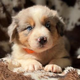 Caramel Cider - Blue merle male Australian Shepherd puppy in Wayne, West Virginia from Creek Side Aussies & Doodles