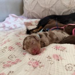 Bleu-5000 - Dapple male Dachshund puppy in Summerfield, Florida from Dachshundly Perfect