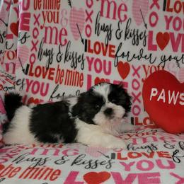 Girl 3 - Tricolor female Shih Tzu puppy in Wooster, Ohio from Mending Hearts Shih Tzu's