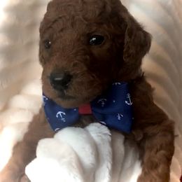 Poodle Puppies from Prissy Pants Poodles LLC