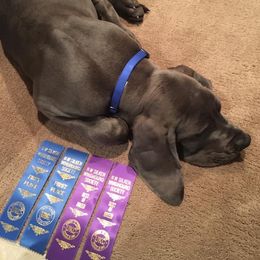 Great Dane Puppies from Blue Envy Great Danes