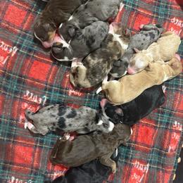 Boy 5 - Blue merle male Bernedoodle puppy in Fort Myers, Florida from Little Golden Farm