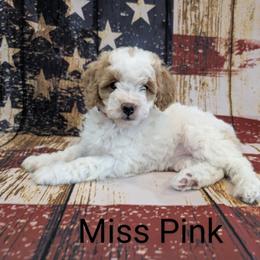 Goldendoodle, Golden Retriever, Labradoodle, and Labrador Retriever All Grown Up from Robertson's Retrievers and Doodles