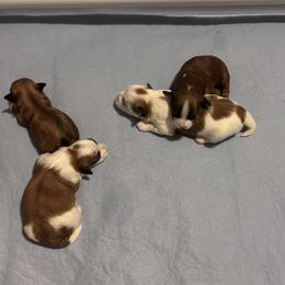Havanese Puppies from Cajun Coast Havanese