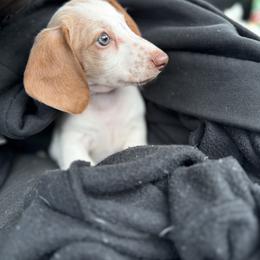 Dachshund Puppies from Jennifer Chadwell