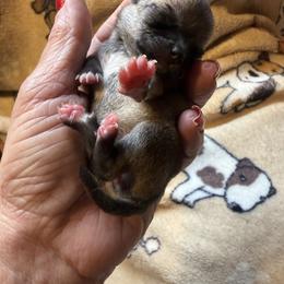 Ari - Fawn female Chihuahua puppy in Beaumont, Texas from Anastasia’s Tiny Pupps