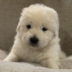 Piglet - White Maremma Sheepdog puppy in Riverhead, New York from Sunny Shore Farms