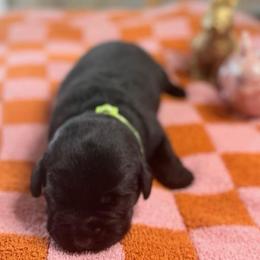 Ivan - Black male Labrador Retriever puppy in Greensburg, Kentucky from Paws Farm Retrievers