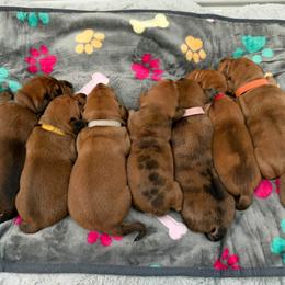 Dachshund Puppies from Mims Mini Dachshunds