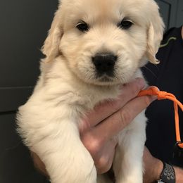 Golden Retriever Puppies from Big Rock Goldens
