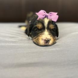 Purple - Tri-color female Bernedoodle puppy in Casper, Wyoming from 307 Doodles