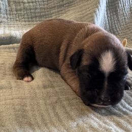 Belle - Yellow - Fawn female Boxer puppy in Madras, Oregon from BnT Boxers