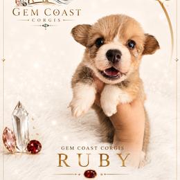 Ruby - Sable and white female American Corgi puppy in Mariposa, California from Gem Coast Corgis