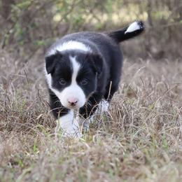 Border Collie Puppies from Sandhill Ranch Border Collies