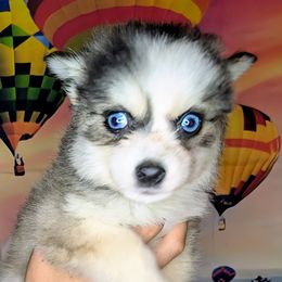 Fallon - 1800 - Black and white female Pomsky puppy in Spring Hill, Florida from www.PuppyTimeEmporium.com