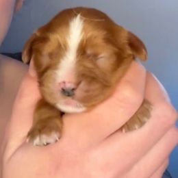 Ruby Boy with one front paw white - Ruby male Cavalier King Charles Spaniel puppy in South Carolina from Columbia Cavaliers