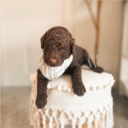 Miles - Chocolate male Goldendoodle puppy in Soddy Daisy, Tennessee from The W Doods