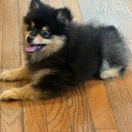 Giorgio  Armani REDUCED - Black and tan male Pomeranian puppy in Jackson, New Jersey from Peapod Pomeranians
