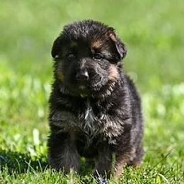 German Shepherd Puppies from Riverline Shepherds
