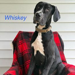 Whiskey - Black male Great Dane puppy in Gonzales, Louisiana from Anstatt House Of Danes