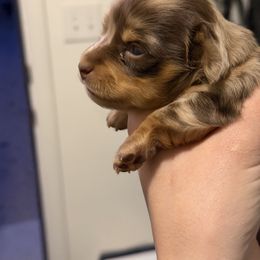 Chocolate and Tan Dapple Longhair Female - Dapple female Dachshund puppy in El Paso, Texas from InnerVision K9 & Dachs