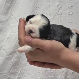 Girl 2 - Black and white female Shihpoo puppy in Eldon, Missouri from B&B Designer Shihpoo’s