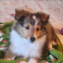 TINY Little Mordecai - Sable and white male Shetland Sheepdog puppy in Houston, Texas from LaLa's Lilliputian Lassies
