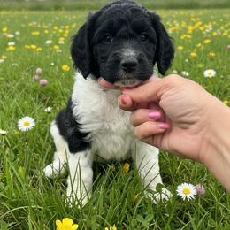 Jonny - Parti male Poodle puppy in Washington, Pennsylvania from Patriotic Poodles