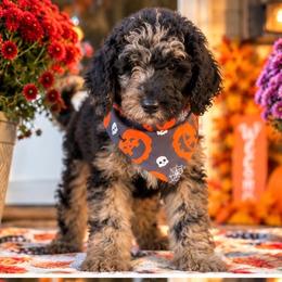Klaus - Merle male Goldendoodle puppy in Petersburg, West Virginia from Wv Diva Doodles