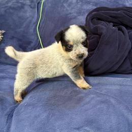 Boy 4 - Blue speckled male Australian Cattle Dog puppy in Concrete, Washington from Back Country Australian Cattle dogs