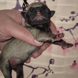 Girl 3 - Fawn female Pug puppy in Fitzwilliam, New Hampshire from Kayla's Pugs