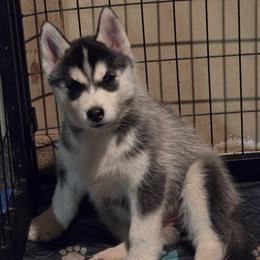 Pikachu - Black and white female Siberian Husky puppy in Le Sueur, Minnesota from Tevana Siberians LLC