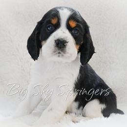 Boy 4 - Black white and tan male English Springer Spaniel puppy in Great Falls, Montana from Big Sky Springers