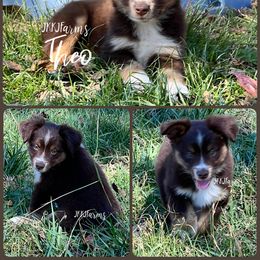6 - Theo - Red tri-color male Miniature American Shepherd puppy in Huntington, Texas from JKKJ Farms