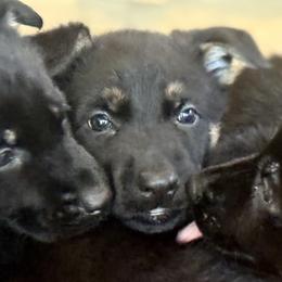 Mint Girl - Black and red female German Shepherd puppy in Rolesville, North Carolina from Ransomshire Shepherds