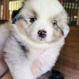 Sauce - Blue merle male Miniature American Shepherd puppy in Greenboro, North Carolina from Rustlingrass Miniature American Shepherds