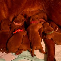 Sven - Yellow male Labrador Retriever puppy in Carlsbad, New Mexico from ECMO Farm Dalmatians & Labrador Retrievers