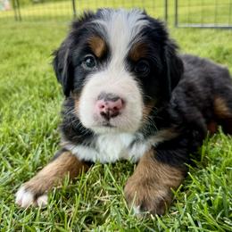 Bernese Mountain Dog Puppies from Cocos Puppy Tales