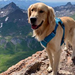 Goldendoodles and Golden Retrievers from Brashears Livestock and Dogs