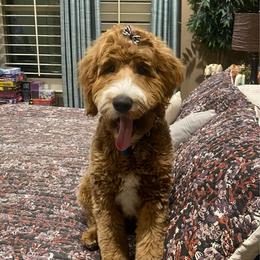 GiGi - Goldendoodle