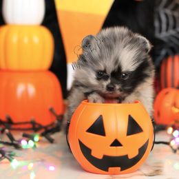 AKC Levi - Blue merle male Pomeranian puppy in Sacramento, California from My Precious Poms