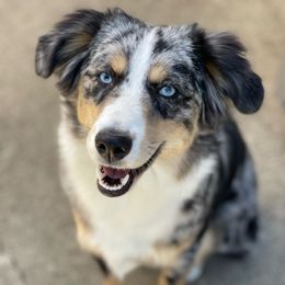Alaska - Miniature Australian Shepherd