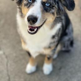 Alaska - Miniature Australian Shepherd