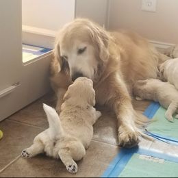 French Bulldog, Goldendoodle, and Golden Retriever Puppies from Crystal Coast Kennels, LLC