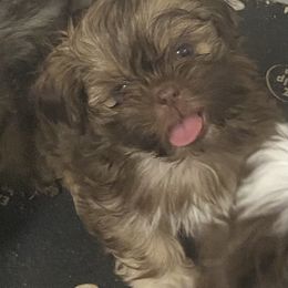 Tawny - Liver female Shih Tzu puppy in Reddell, Louisiana from TINYSHIHTZUFURU