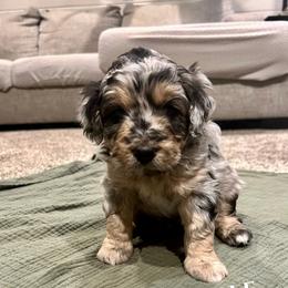 Bronco - Blue merle male Aussiedoodle puppy in Zeeland, Michigan from Dutch’s Doodles