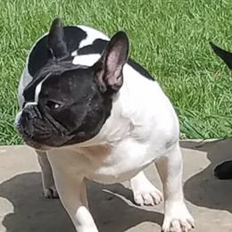 French Bulldogs from Frazier Frenchie