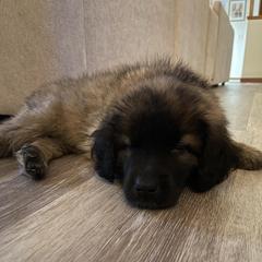 Dilute Retriever, French Bulldog, Labrador Retriever, and Leonberger Puppies from QVR Labradors and Leonbergers