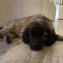 Dilute Retriever, French Bulldog, Labrador Retriever, and Leonberger Puppies from QVR Labradors and Leonbergers