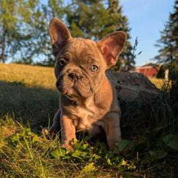 Lyra - Blue fawn female French Bulldog puppy in Fort Atkinson, Wisconsin from Bishop Bullyz